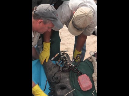 Dr Charles van Niekerk watches as a white rhino's horn is infused with dye and poison in the Tembe Elephant Park 