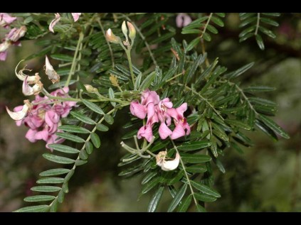 Flowers of the Virgilia oroboides commonly known as the blossom tree or keurboom