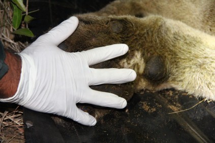 Lions paw