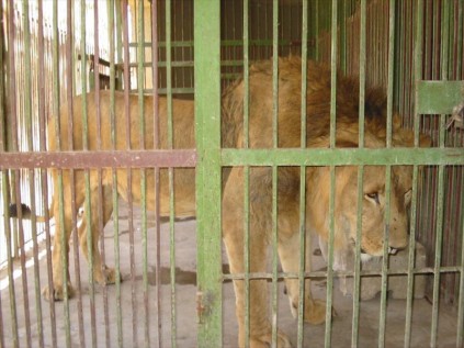 The lion in captivity during the Iraqi conflict of 2003, which was saved by conservationist Dr Lawrence Anthony