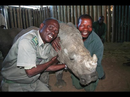Absolom Mthembu (right) Ezemvelo's Game Capture senior animal attendant with 22 years service and Mike Mkwanazi (27 years service) cuddle a rhino calf that earlier this year was found wandering on its own with a broken shoulder. Its mother had been poached