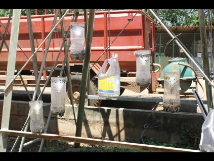 Traps set up by a nearby farmer, whose property and crops are covered with flies