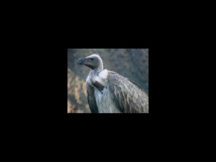 White-backed vulture PHOTO: twearth.com