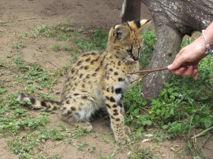 The tenacious three month old Summer enjoys playing with anything she can get her claws into PHOTOS: Tamlyn Jolly