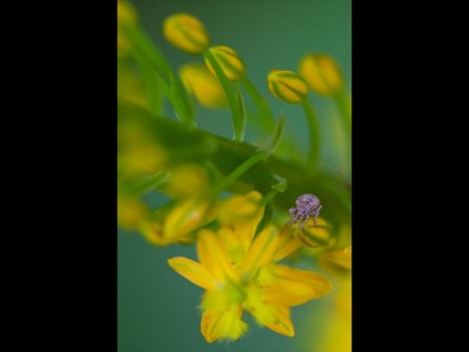 Christine Kelbe shows what life is like ‘In a bug’s world’