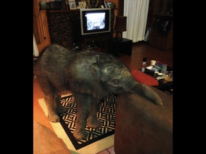 Baby elephant Tom takes a well-deserved rest at Françoise Malby-Anthony’s lounge at Thula Thula Game Reserve after wandering from her herd