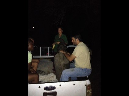 Baby Tom in the bakkie under the watchful eye of David Bozas to be reunited with her herd