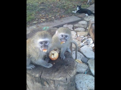 Monkeydoo and Pixidoo, two baby Vervet's I got from a hunter, taught me how wonderful these little creatures are