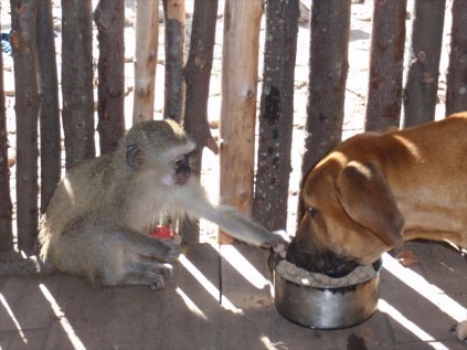 The Boerboel had to share his pellets with the monkeys, whether he liked it or not. They gave him no choice