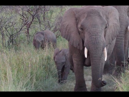 Baby Tom (left) happily in the bush with her mother ET PHOTO: Emma Kyte