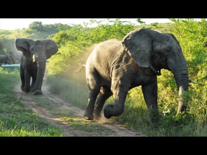 Gobisa and Mabula give chase to the BBC crew during filming of a wildlife documentary at Thula Thula