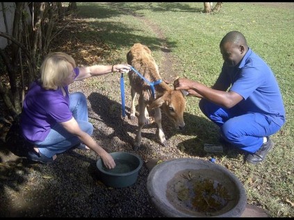 Empangeni SPCA's Cheryl Whittaker and Don Ntsele helps Baby Moo in her recovery at the welfare's premises