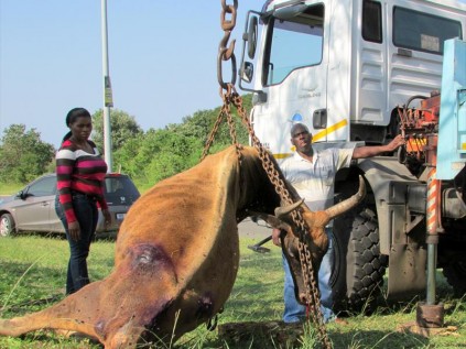 Angel Nkomo and Derrick Nyawo from the City of uMhlathuze Municipality's waste management department hoists the cow's carcass using a mobile crane
