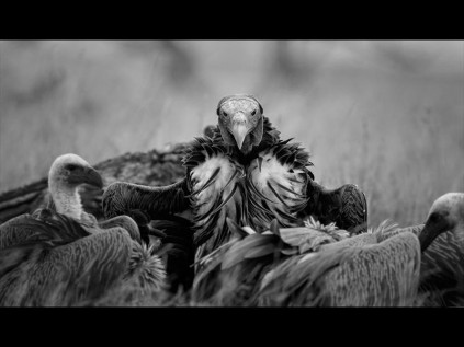 Darryl Visser's 'Undertaker' eyeballs the photographer