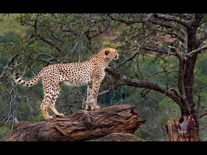 DHL Africa 2014 calendar