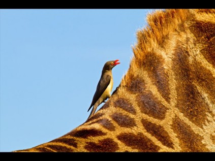 DHL Africa 2014 calendar