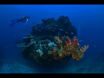 Eve Marshall's underwater scene named her overall underwater category winner PHOTO: Eve Marshall