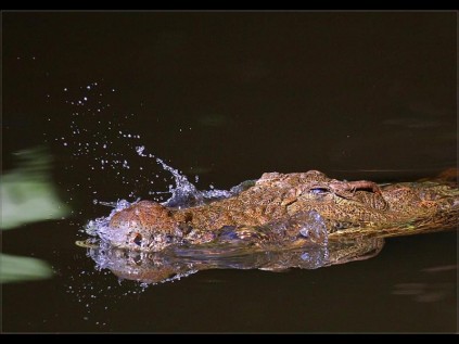 ‘The Bite’ was well captured by Sias van Schalkwyk