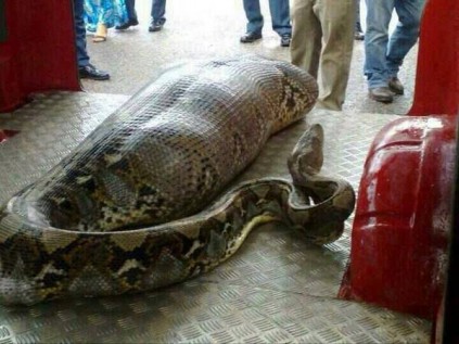 python