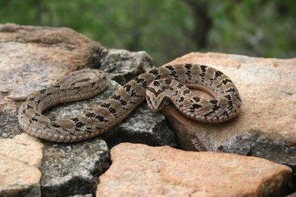 Night adders can grow up to around 60 centimetre  long, making it the longest species of the genus Causus.  They are usually olive green, brown or grayish-brown in colour with black rhombic-shaped blotches, but not all have blotches on them. This adder species has a mild cytotoxic venom which, although non-lethal, can cause tissue damage. There is an anti-venom available, but it is seldom required