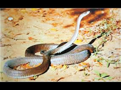 The Black Mamba is Africa's most deadly and feared snake in Africa. It's aggressive when cornered and will not hesitate to strike. It can reach speeds of up to 20 kmh.  Black Mambas are not black, but rather gun metal grey, brown or olive skinned. It is the inside of their mouths that are inky black, which they display when threatened. Its head is shaped like a coffin.  Black Mambas live in savanna, scrub, tree hollows, and sometimes people's homes. If a Black Mamba encounters prey i