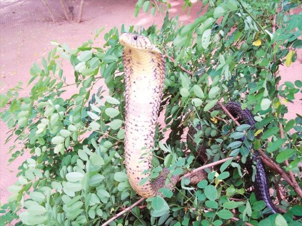 The Forest Cobra, also called the Black Cobra or Black and White-lipped Cobra, is the largest true cobra species native to Africa.  It is a very capable swimmer and is often considered to be semi-aquatic. Large and highly venomous, it is a very dangerous species. It is a generally alert and nervous snake. When cornered or molested, the Forest Cobra can become quite aggressive.  It will assume the typical cobra warning posture by raising its forebody off the ground, spreading a narrow hood 