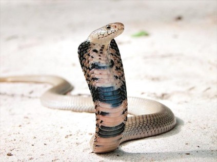 The Mozambique Spitting Cobra is olive grey, olive or tawny black in colour, with some or all scales black-edged. Underneath it is salmon pink to purple yellowish, with black bars across the neck and ventrals, speckled or edged with brown or black. Young specimens sometimes have pink or yellow bars on the throat.  The average length of adults ranges between 90cm to 105 cm, but the largest specimen measured was a male 154cm long.  It is considered one of the most dangerous snakes in Africa.