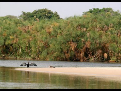 The banks of the Okavango river are teeming with wildlife from birds to elephants