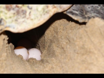 Eggs being laid by a Loggerhead