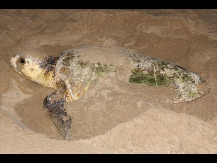A Loggerhead closing up its nest after laying about 100 eggs