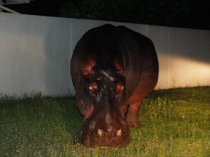 One of the most unique attractions in St Lucia is the resident hippos grazing on the grass verges at night