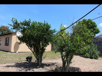 Fruit trees in the yard are all that prevent thre high voltage cables from falling to the ground