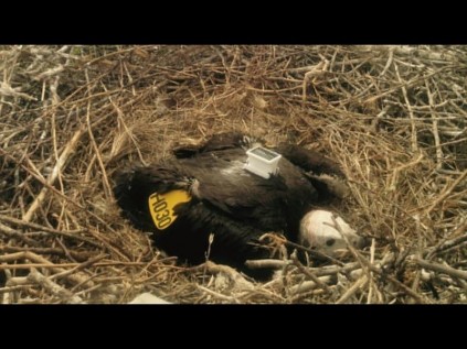 A juvenile vulture is returned to its nest after being tagged and fitted with a GPS backpack