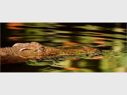 Sias van Schalkwyk sneaked up to capture 'In shallow waters I wait'