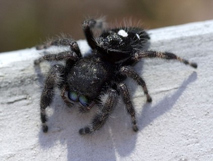 Black Jumping Spider