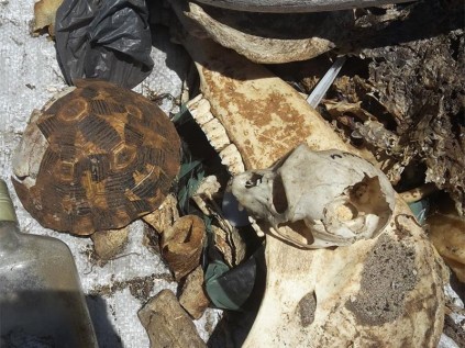 A tortoise shell and animal skull was also found among the wares
