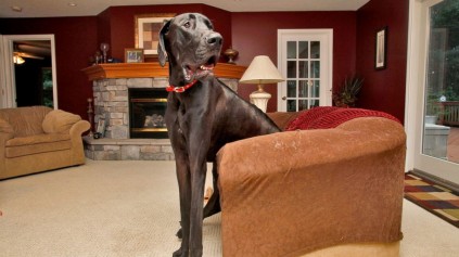 Zeus of Otsego Michigan was the world’s tallest dog according to the Guinness World Records 2013