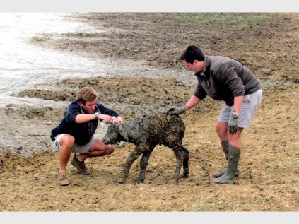 Once the buffalo were safely out of the mud, the exhausted calves' eyes and nostrils were rinsed with fresh water so they could see and breathe properly