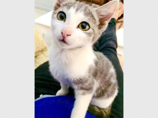 Sparky was only 11 months old when she was shot and killed with a pellet gun