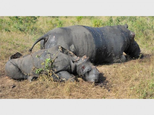 The bloodied carcasses of the dehorned mother and child lie side by side