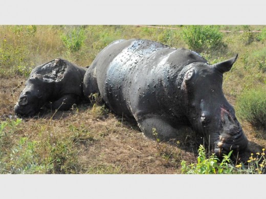 The bloodied carcasses of the dehorned mother and child lie side by side