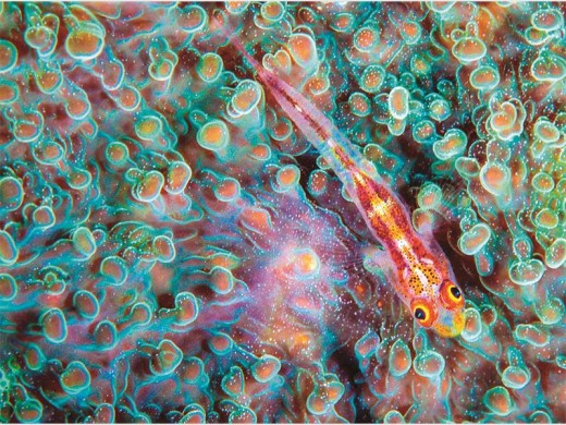 Winner in the open category was Christine Kelbe with 'Bright Eyes'