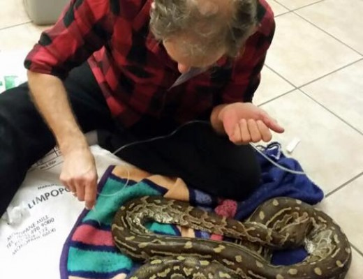 Dr Jurgen Otto attempts to save an African Rock Python that was injured on the John Ross Parkway on Thursday night.