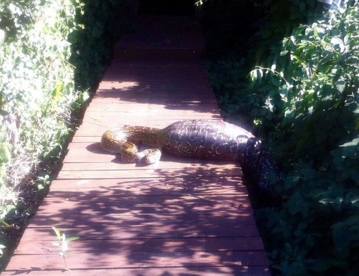 A python that swallowed a duiker in Mozambique.