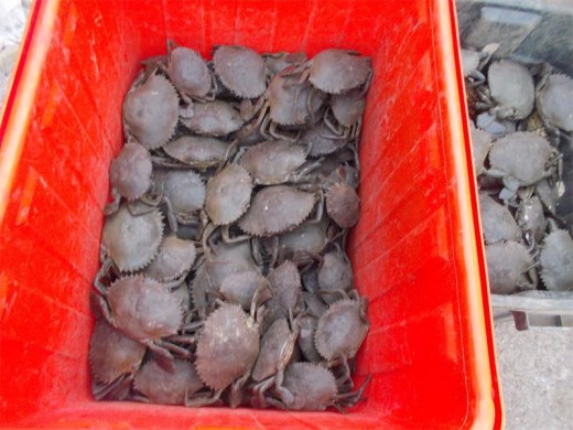 About 210 crabs were recovered during the raid
