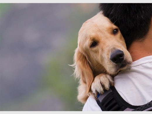 Man's best friend