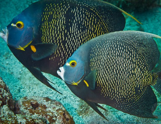zangelfish