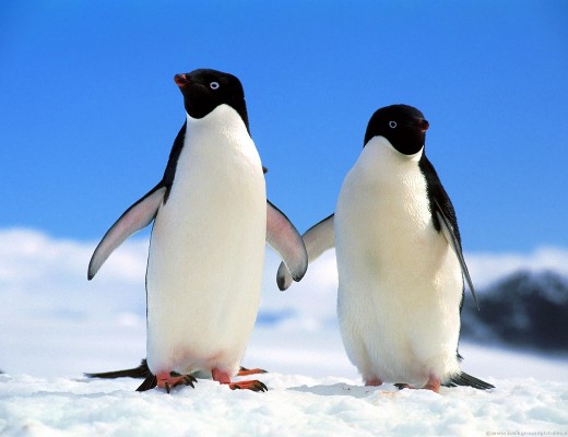 zpenguins