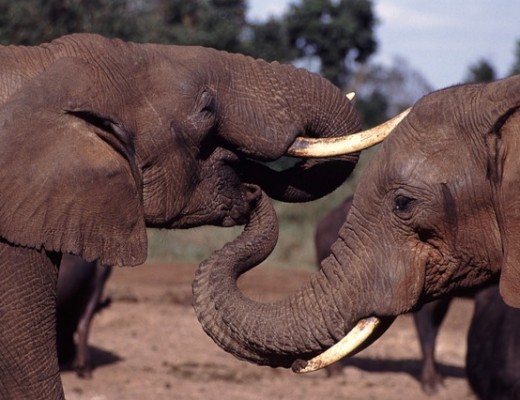 elephants-844949_640