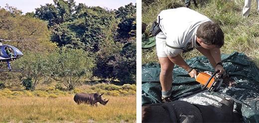 iSimangaliso-safeguards-rhinos-1